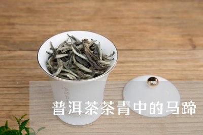 普洱茶茶青中的马蹄/2023042825037