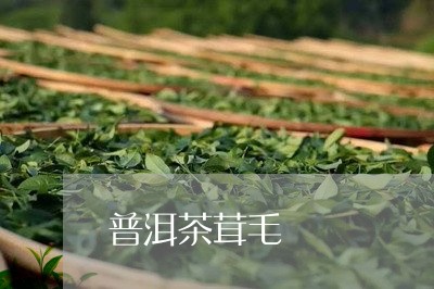 普洱茶茸毛/2023090549727