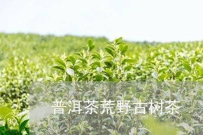 普洱茶荒野古树茶/2023110989714