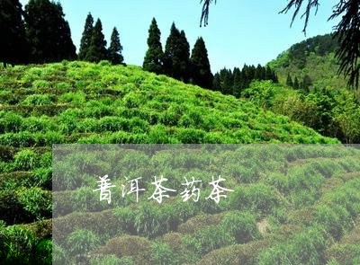 普洱茶药茶/2023090555042