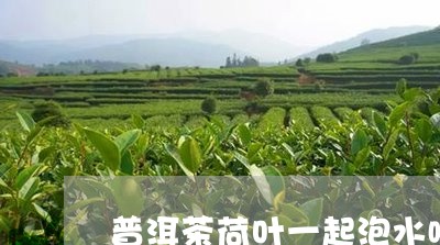 普洱茶荷叶一起泡水喝/2023072148358