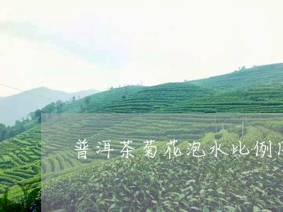 普洱茶菊花泡水比例图片大全/2023052907290