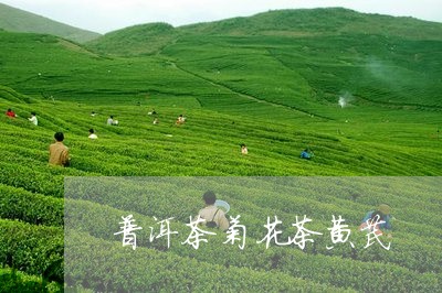 普洱茶菊花茶黄芪/2023081667259