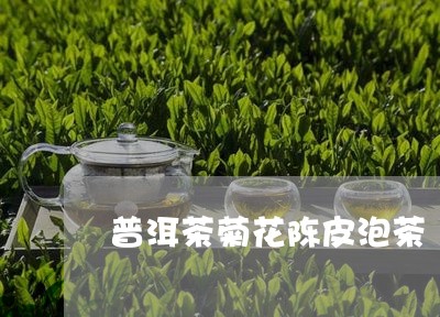 普洱茶菊花陈皮泡茶/2023070950602