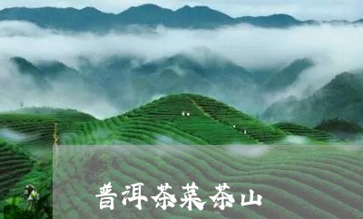 普洱茶菜茶山/2023042847324