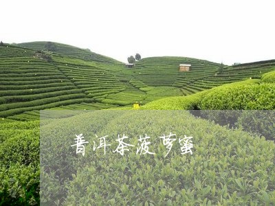 普洱茶菠萝蜜/2023042557209