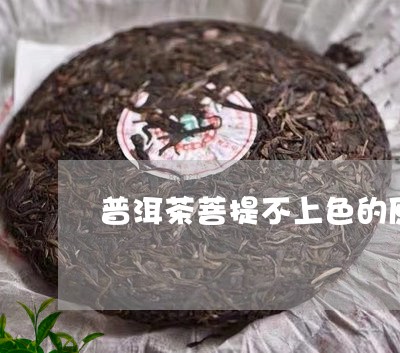 普洱茶菩提不上色的原因/2023050615140