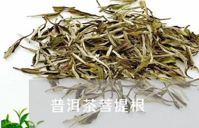 普洱茶菩提根/2023042913137