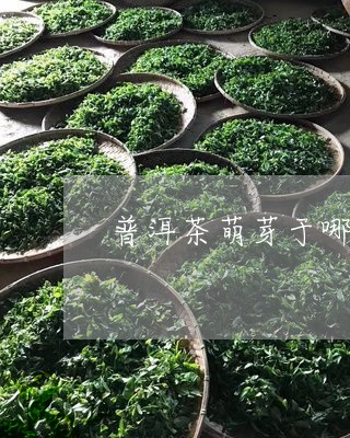 普洱茶萌芽于哪个朝代/2023100866240