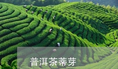 普洱茶蒂芽/2023081797930