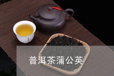 普洱茶蒲公英/2023042954272