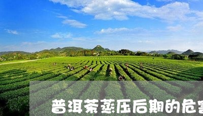 普洱茶蒸压后期的危害/2023061769391