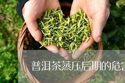 普洱茶蒸压后期的危害/2023092868393