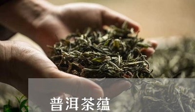 普洱茶蕴/2023110812594