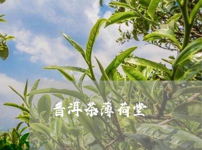 普洱茶薄荷堂/2023042791609