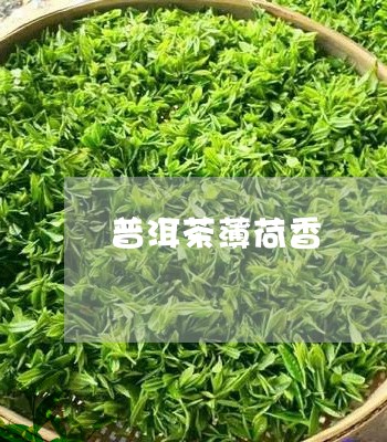 普洱茶薄荷香/2023042595245