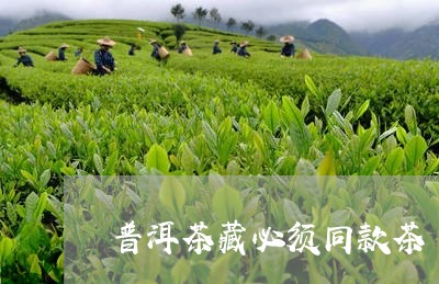 普洱茶藏必须同款茶/2023100703795