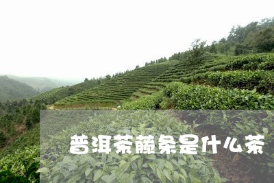 普洱茶藤条是什么茶/2023091462716