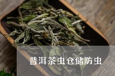 普洱茶虫仓储防虫/2023101637159