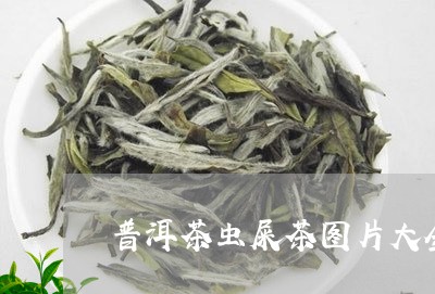 普洱茶虫屎茶图片大全/2023080262736