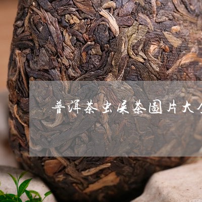 普洱茶虫屎茶图片大全/2023100782504