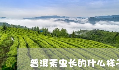 普洱茶虫长的什么样子/2023092715940