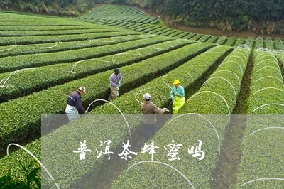 普洱茶蜂蜜吗/2023042792458