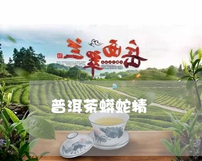 普洱茶蟒蛇精/2023042734335