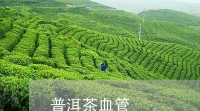 普洱茶血管/2023090518291