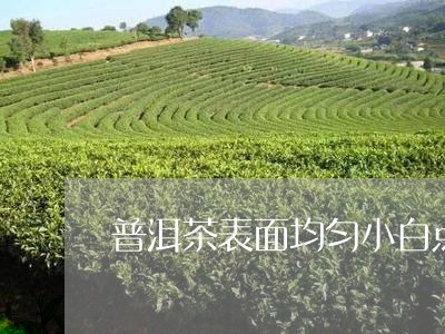 普洱茶表面均匀小白点/2023080280485