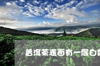 普洱茶表面有一层白霜/2023092627147