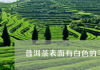 普洱茶表面有白色的毛是发霉吗/2023053063626