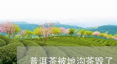 普洱茶被地沟茶毁了/2023070936169