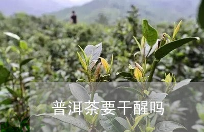 普洱茶要干醒吗/2023102642815