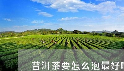 普洱茶要怎么泡最好喝视频/2023112595048