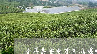 普洱茶要煮才可以喝吗/2023061766940