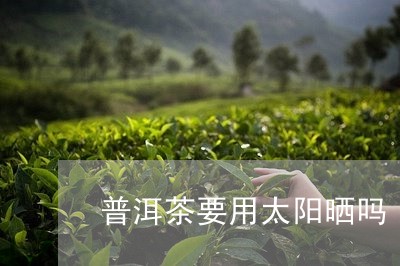 普洱茶要用太阳晒吗/2023120575360