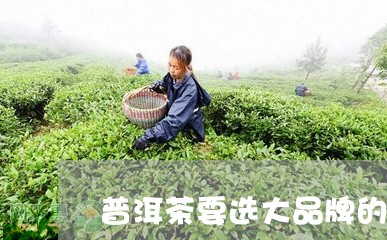 普洱茶要选大品牌的吗/2023120612606