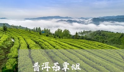 普洱茶覃姐/2023081773737