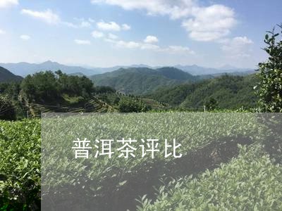 普洱茶评比/2023090698462