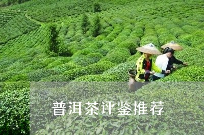 普洱茶评鉴推荐/2023120347057