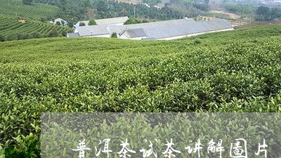 普洱茶试茶讲解图片/2023082723726