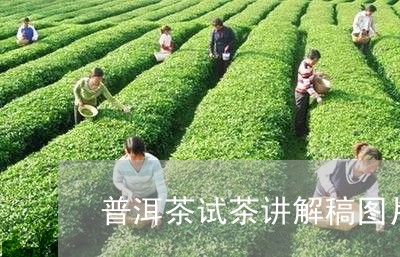 普洱茶试茶讲解稿图片文字/2023121790473