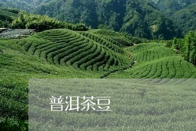 普洱茶豆/2023110830513