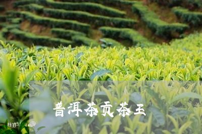 普洱茶贡茶王/2023042818072