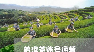 普洱茶账号运营/2023081667351