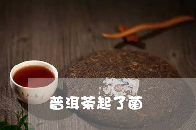 普洱茶起了菌/2023042608897