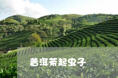 普洱茶起虫子/2023042605582