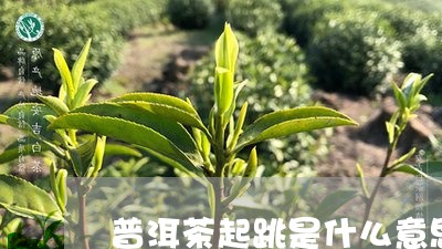 普洱茶起跳是什么意思/2023093090503