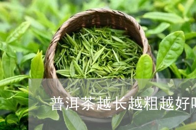 普洱茶越长越粗越好吗/2023062254805